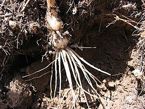 Archivo:Allium sphaerocephalon bulb