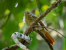 Ancistrops strigilatus Chestnut-winged Hookbill; Igarapé Marmelos, Machadinho d'Oeste, Rondônia, Brazil (cropped).jpg
