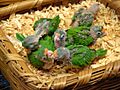 Aratinga canicularis -Central de Abastos market, Oaxaca, Mexico -chicks-8a