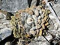 Ariocarpus retusus `minimus` (5711034824)