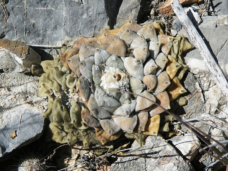 Ariocarpus retusus `minimus` (5711034824)