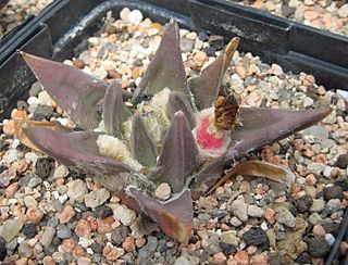 Ariocarpus trigonus 01.jpg