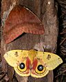 Automeris ioFMPCCA20040704-2974B1