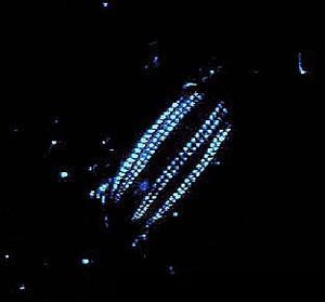 Archivo:Bioluminescence emitted by comb jelly of genus Euplokamis