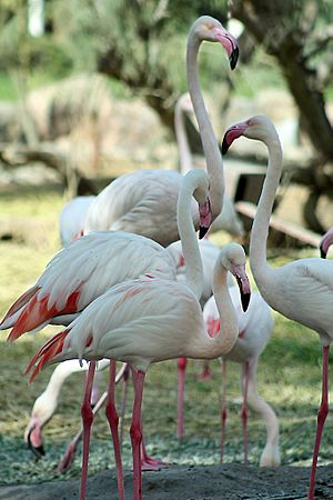 Archivo:Birds in Al-Areen Wildlife Park