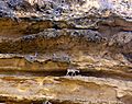 Blackbuck1-Kirthar National Park