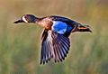 Blue-winged Teal