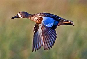 Archivo:Blue-winged Teal