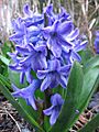 Blue Hyacinth by Kranchan