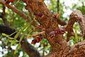 Calabash Tree