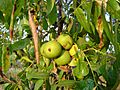 California Blackwalnut