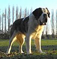Cane di San Bernardo