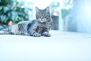 Archivo:Cat III