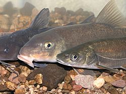 Catostomus bernardini.jpg