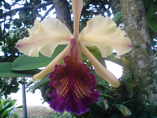 Cattleya dowiana subsp. dowiana