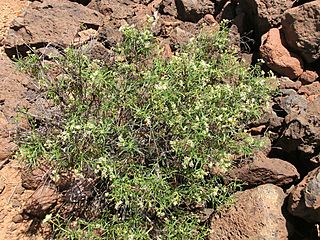 Ceballosia fruticosa var angustifolia Tenerife 1.jpg