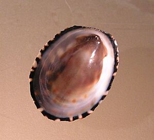 Archivo:Cellana strigilis 001