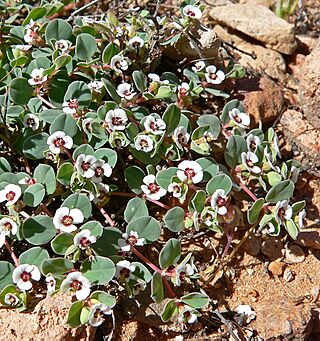 Chamaesyce albomarginata 2.jpg