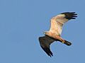 Circus aeruginosus samiec4