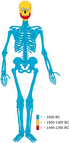 Composición de los huesos de la momia varón adulto de Cladh Hallan. Azul = varón adulto que data de 1600 a. C., amarillo = varón adulto que data de 1500 a 1400 a. C., rojo = varón adulto que data de 1440 a 1360 a. C. Según Jayd Hanna, Abigail S. Bouwman, Keri A. Brown, Mike Parker Pearson and Trence A. Brown (2012).