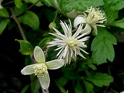 Clematis vitalba02.jpg