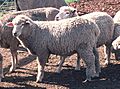Corriedale sheep