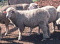 Archivo:Corriedale sheep