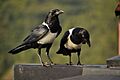 Corvus albus DT -RW Lago Kivu- (8) (20670046369)