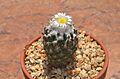 Coryphantha durangensis durangensis 2