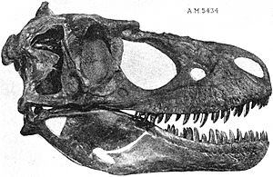 Archivo:Daspletosaurus torosus skull FMNH