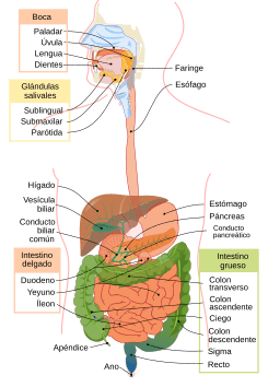 Digestive system diagram es.svg