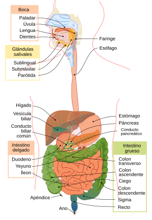 Archivo:Digestive system diagram es
