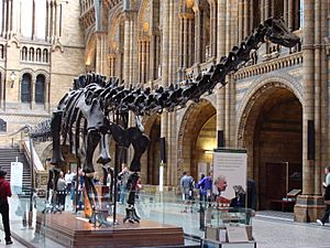 Archivo:Diplodocus (replica).001 - London