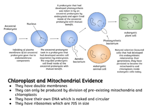 Archivo:Endosymbiotic theory