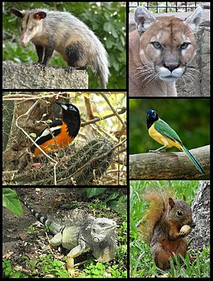 Archivo:Fauna del Parque Nacional El Avila