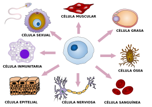 Archivo:Final stem cell differentiation es