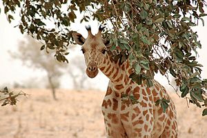 Archivo:Giraffe koure niger 2006