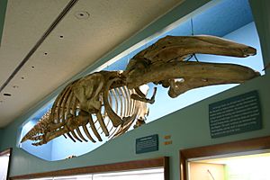 Archivo:Gray whale skeleton