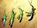 HDA morphs