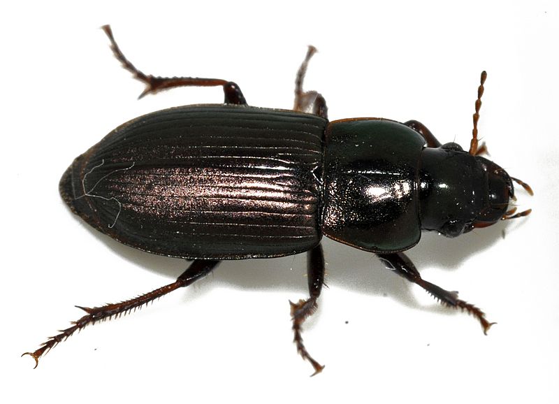 Harpalus-affinis-01-fws