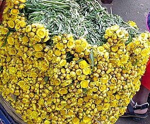 Archivo:Helichrysum indicum