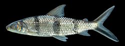 Hemiodus quadrimaculatus Armbruster.jpg