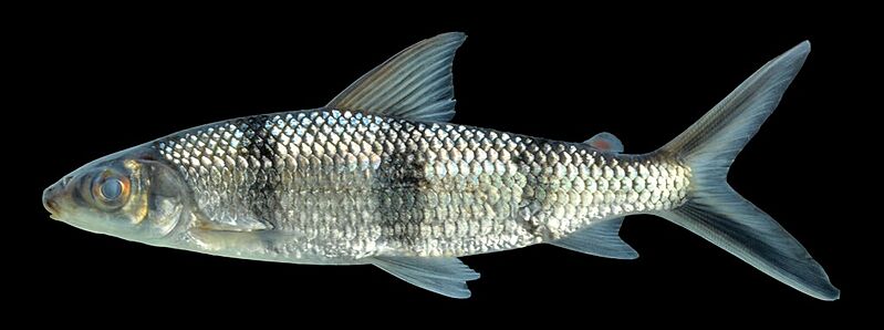 Hemiodus quadrimaculatus Armbruster