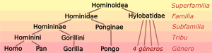 Archivo:Hominoid taxonomy 7 es