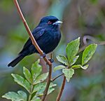 Archivo:Knipolegus cyanirostris -Reserva Guainumbi, Sao Luis do Paraitinga, Sao Paulo, Brasil-8