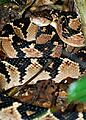Lachechis muta muta in Ecuador