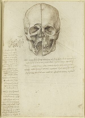 Archivo:Leonardo da Vinci - RCIN 919058, Verso The skull sectioned 1489