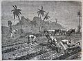 Les merveilles de l'industrie, 1873 "Plantation de la canne à sucre, à l'ile de Cuba" (4727147304)