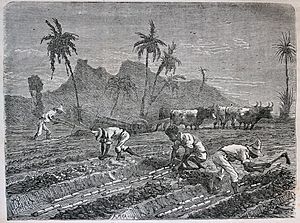 Archivo:Les merveilles de l'industrie, 1873 "Plantation de la canne à sucre, à l'ile de Cuba" (4727147304)