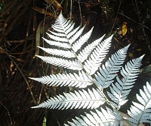Archivo:Lophosoria quadripinnata-envés